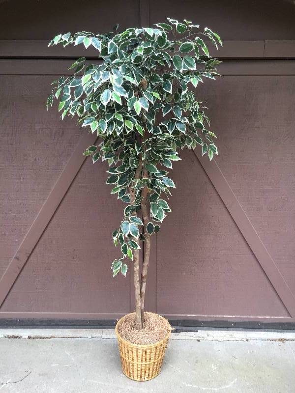 lot 26 image: 5 Large Artificial Ficus Silk Tree Home Office Dcor Realistic Fake Plant Potted Decor Yard Indoor Outdoor