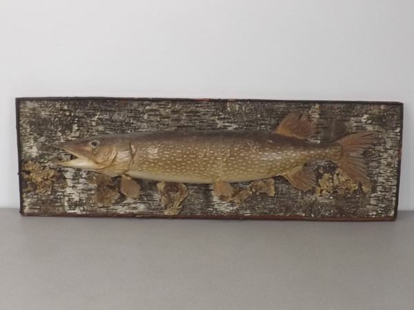 lot 22 image: Antique Northern Taxidermy Mount