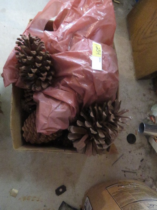 Pine cones