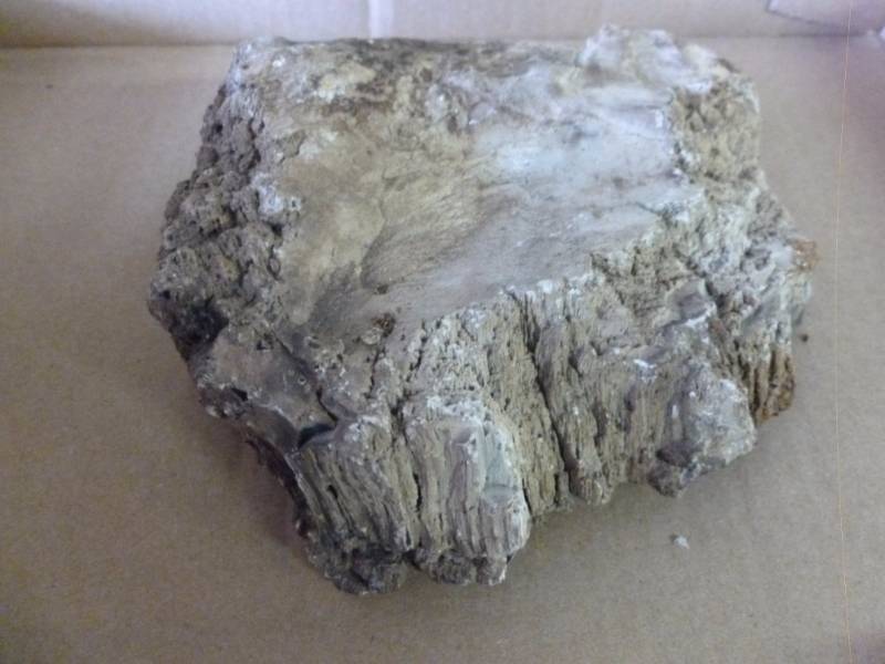 lot 79 image: Petrified Wood