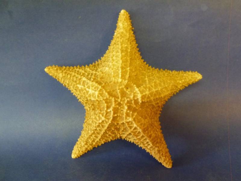 lot 100 image: Starfish