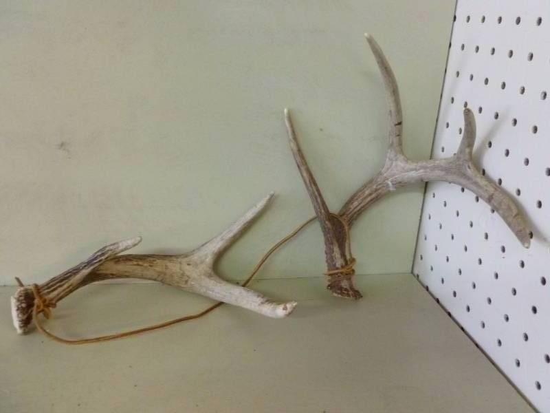 lot 297 image: Rattling Antlers