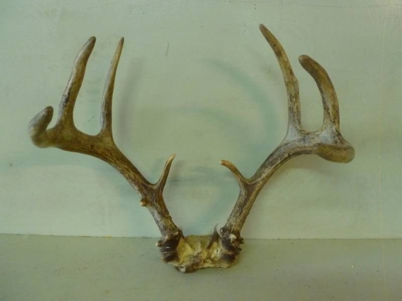 lot 298 image: Deer Antler