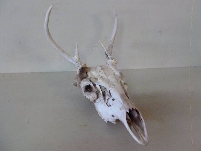 lot 299 image: Deer Skull