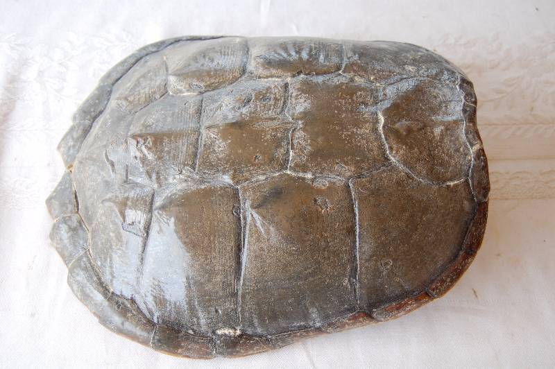 Turtle Shell