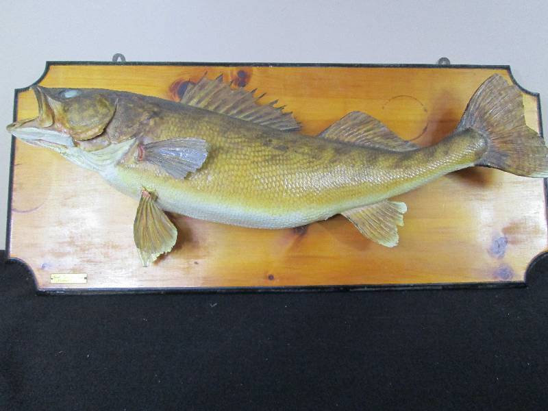 lot 106 image: Vintage Walleye Mount