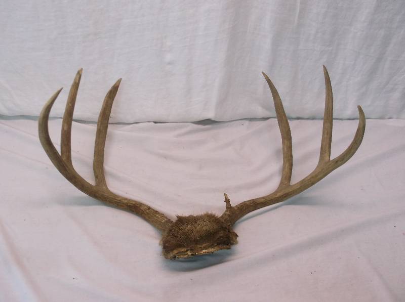 Deer Rack