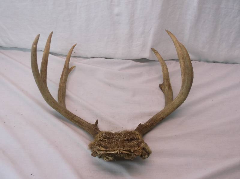 Deer Rack