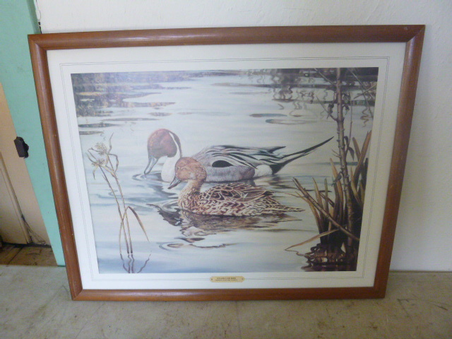 lot 216 image: Browsing Northern Pintails Framed Print