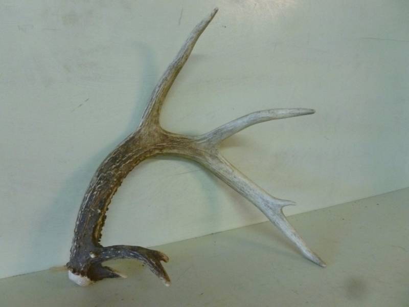 Antler Shed