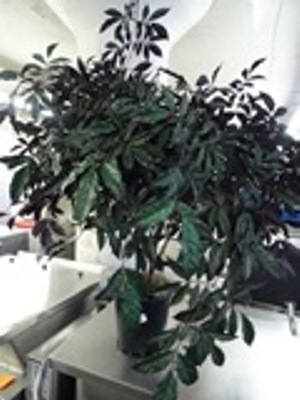 lot 84 image: Artificial Plant