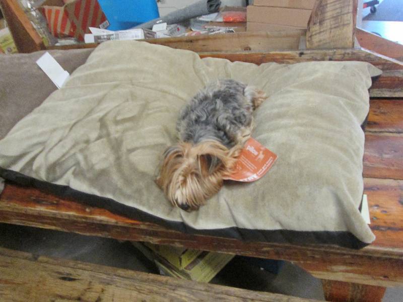 lot 352 image: Dog pillow (dog not included)...