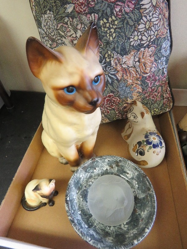 Cat lot