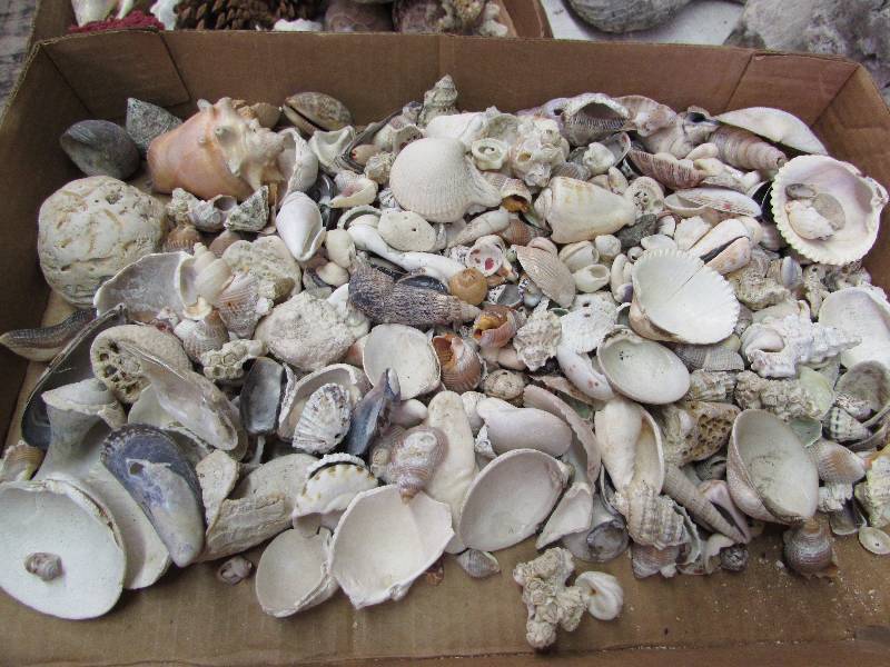 lot 1 image: Flat of Sea Shells