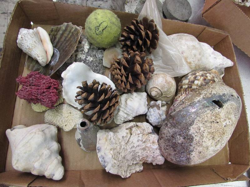lot 5 image: Pine cones, Sea Shells, Coral