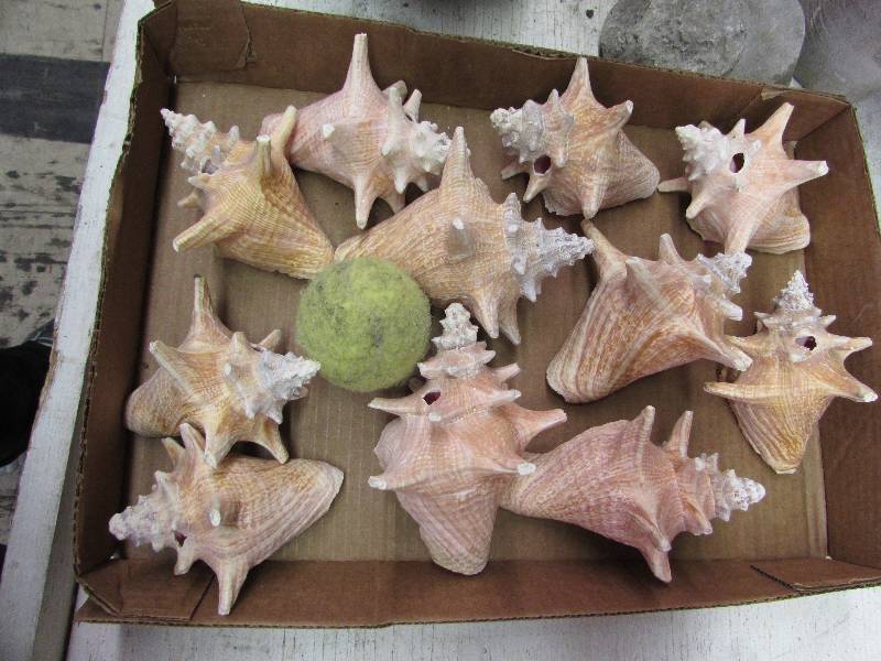 lot 7 image: 11 Sea Shells