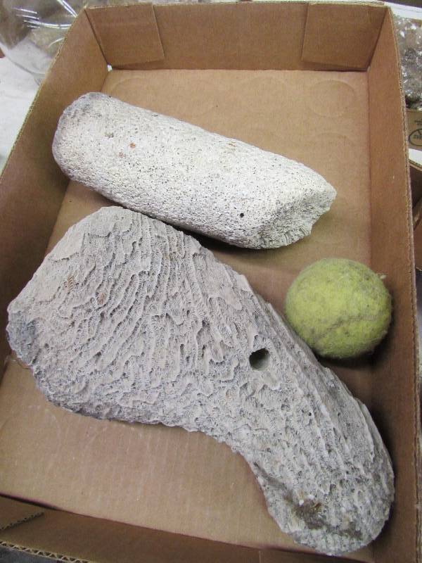lot 8 image: Two larger pieces of Coral