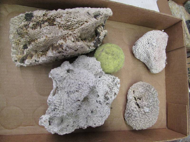 lot 10 image: 4 Pieces of Coral, different types