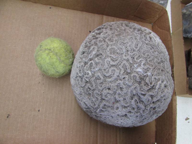 lot 11 image: Large Piece of Brain Coral