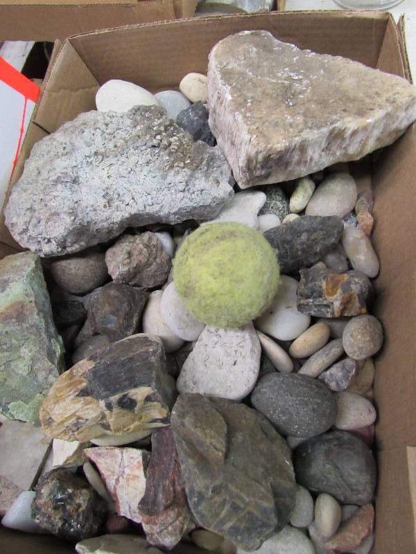 lot 12 image: Flat of Misc Rocks, Turtella, petrified wood