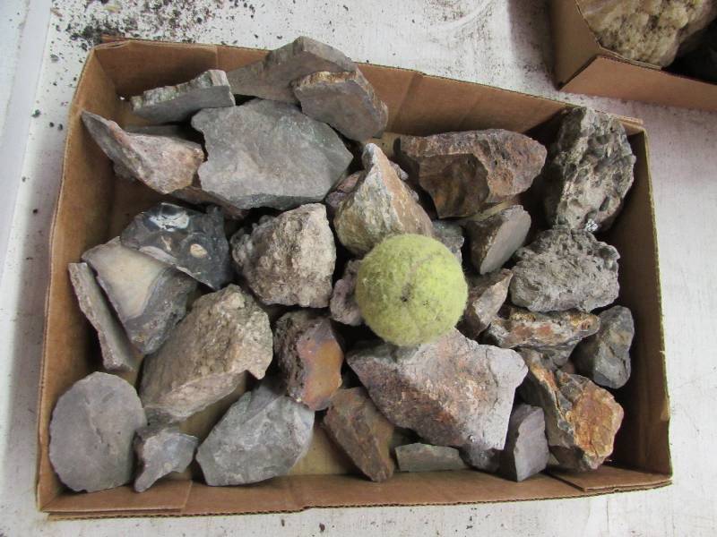lot 17 image: Flat of Misc Rocks and Turtella