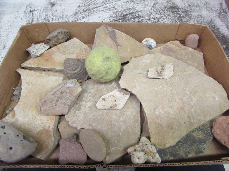 lot 31 image: Fish Fossils