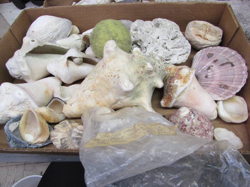 lot 32 image: Sea Shells