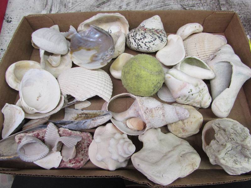lot 33 image: Sea Shells