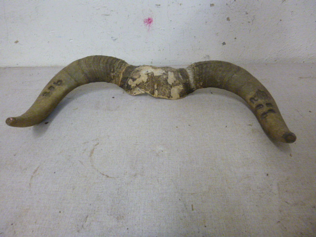 lot 213 image: Bull Horns