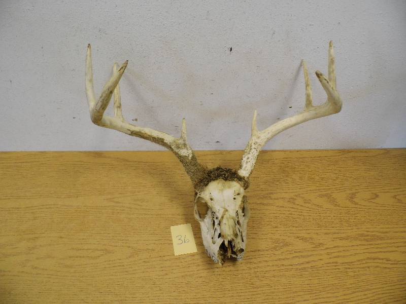 Antlers