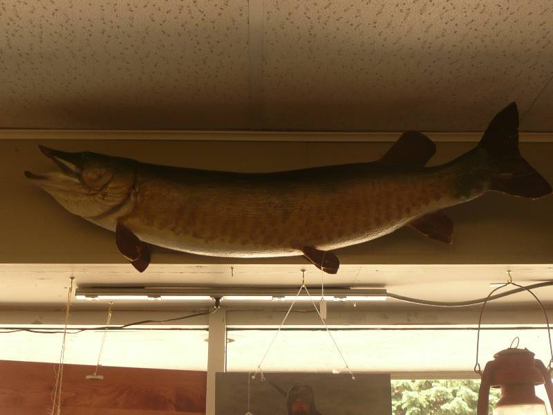 Large Fish Mount