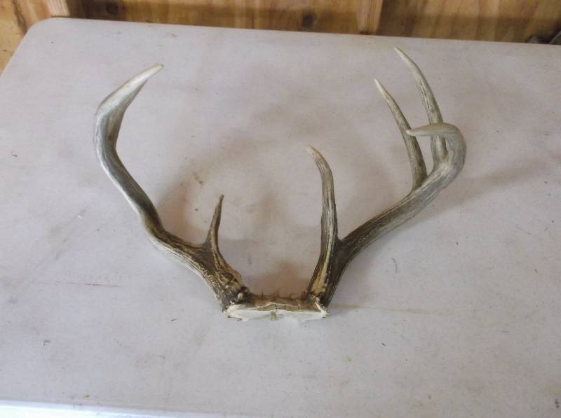 lot 11 image: Deer Rack