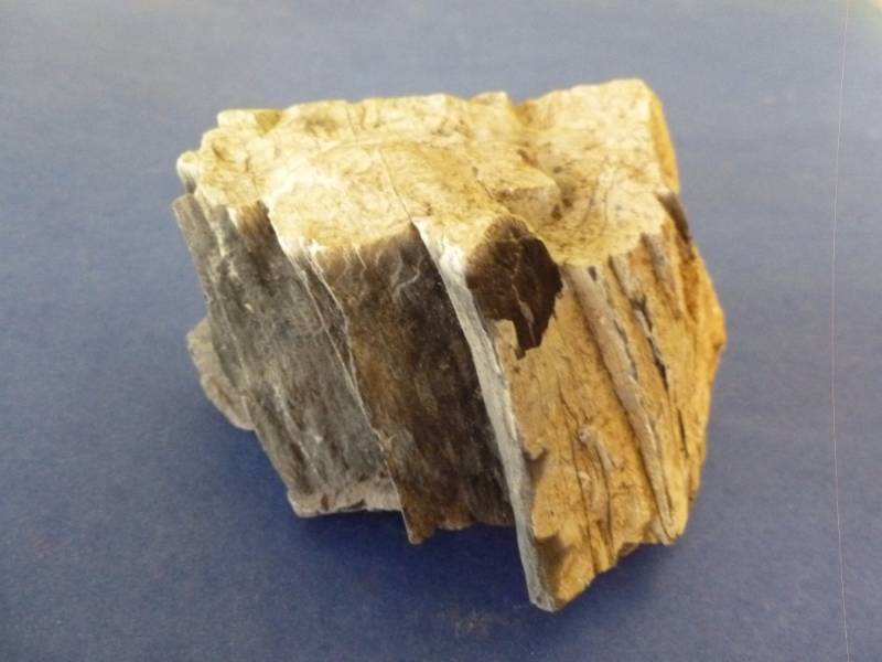 Petrified Wood