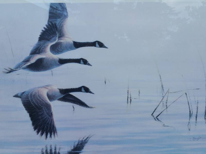 Gary Moss Silent Wings - Canada Geese