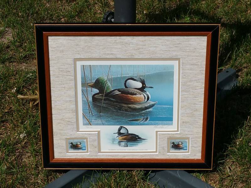 Kevin Daniel Hooded Merganser Signed  Numbered