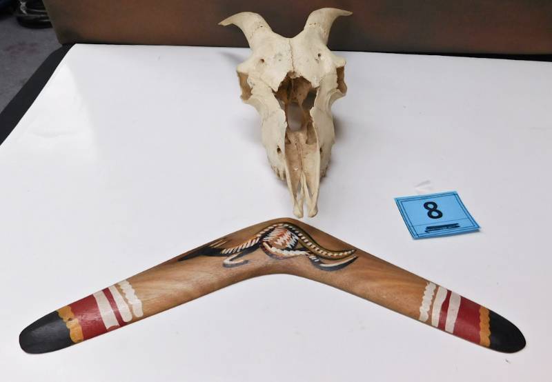 40 cm boomerang, animal skull with horns