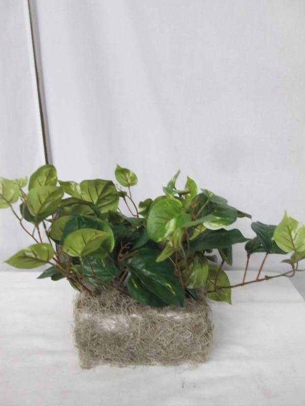 Pothos Ledge Silk Plant