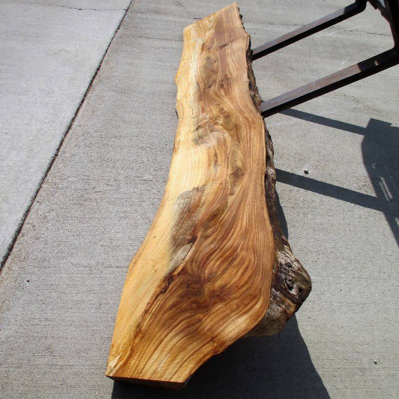Elegant American Elm Wood