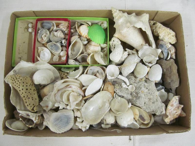 lot 122 image: seashells
