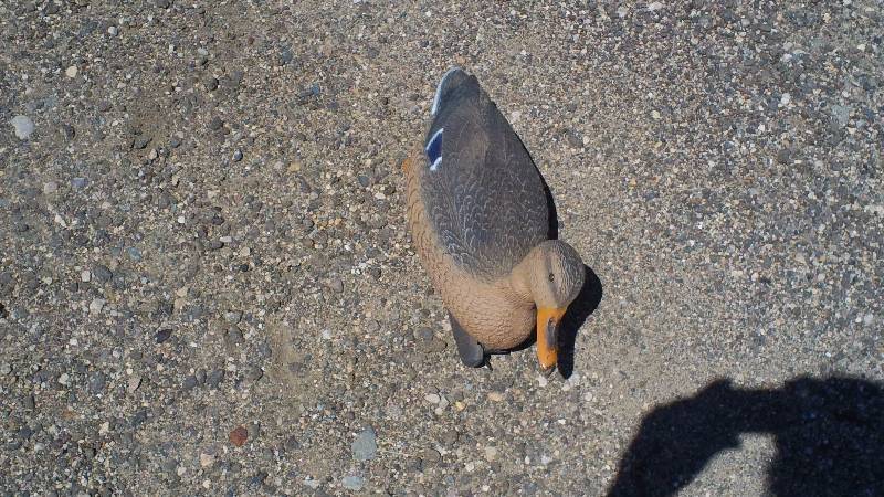 Mallard decoys
