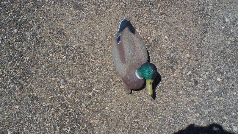 Mallard decoys