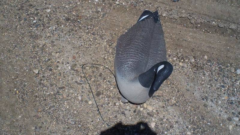 Canada goose decoys