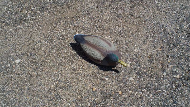 Mallard decoys