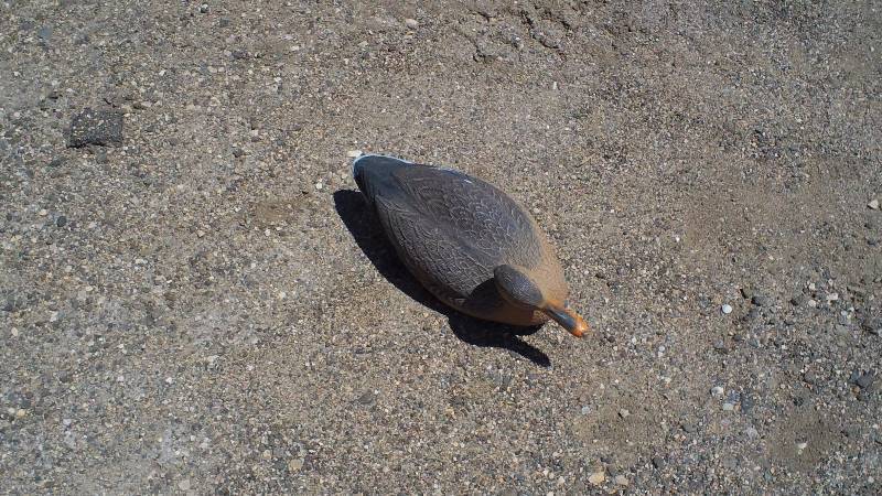 Mallard decoys