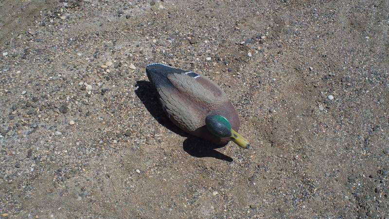Mallard decoys