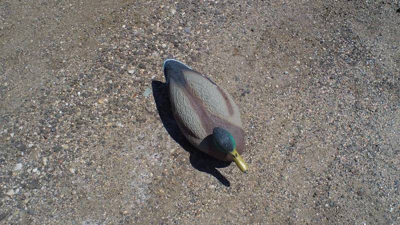 Mallard decoys