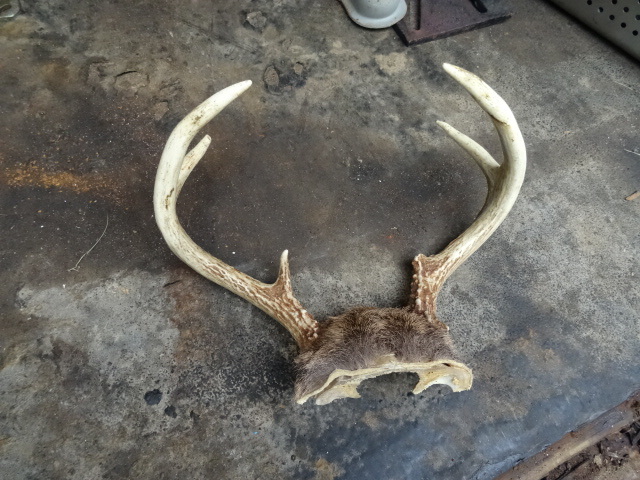 Deer Antler