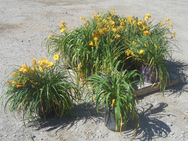 Pallet Of Approx (14) Daylily Plant...