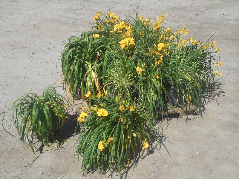 Pallet Of Approx (12) Daylily Plant...