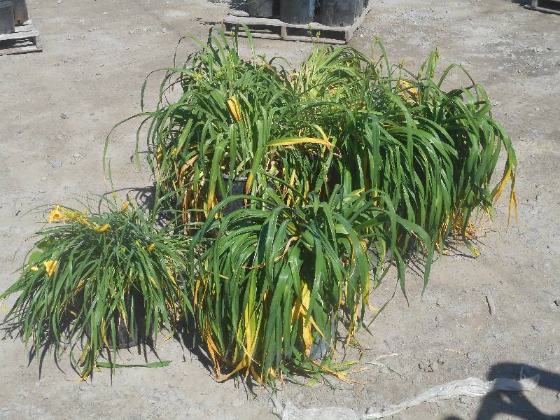 Pallet Of Approx (9) Daylily Planti...
